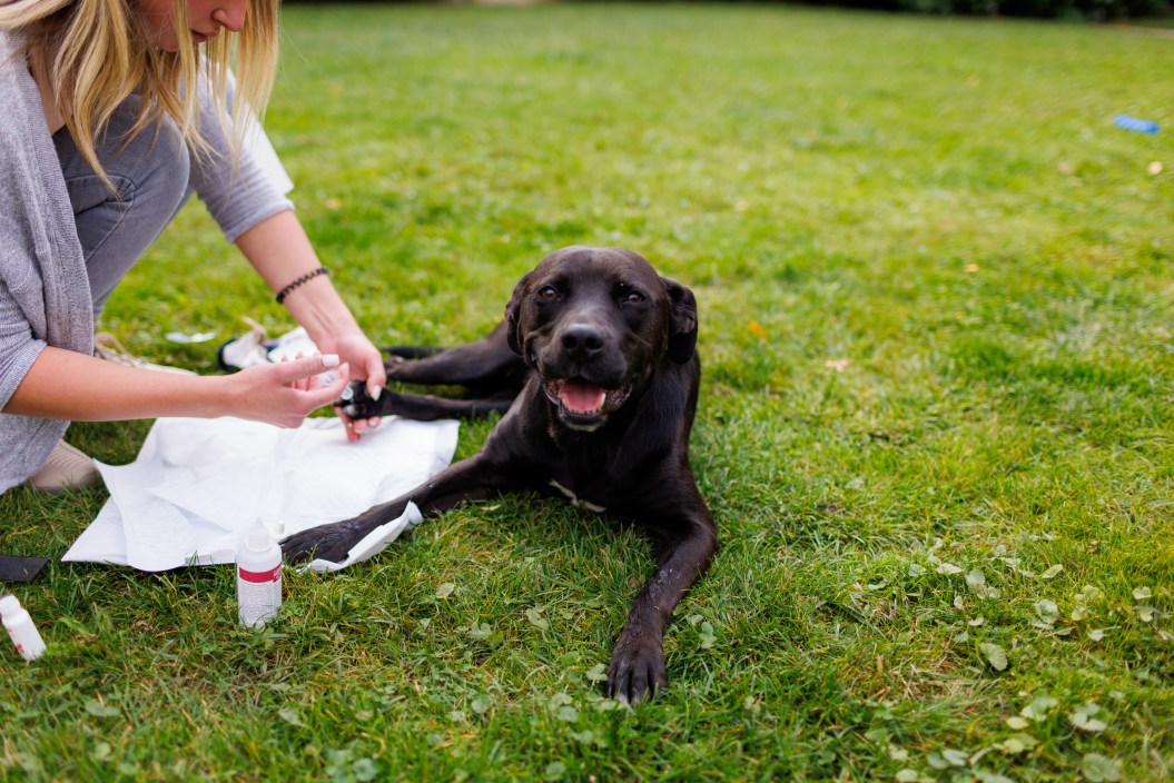 A young woman takes care of a dog with tasus otrosis, cleaning his wound and adjusting orthosis.