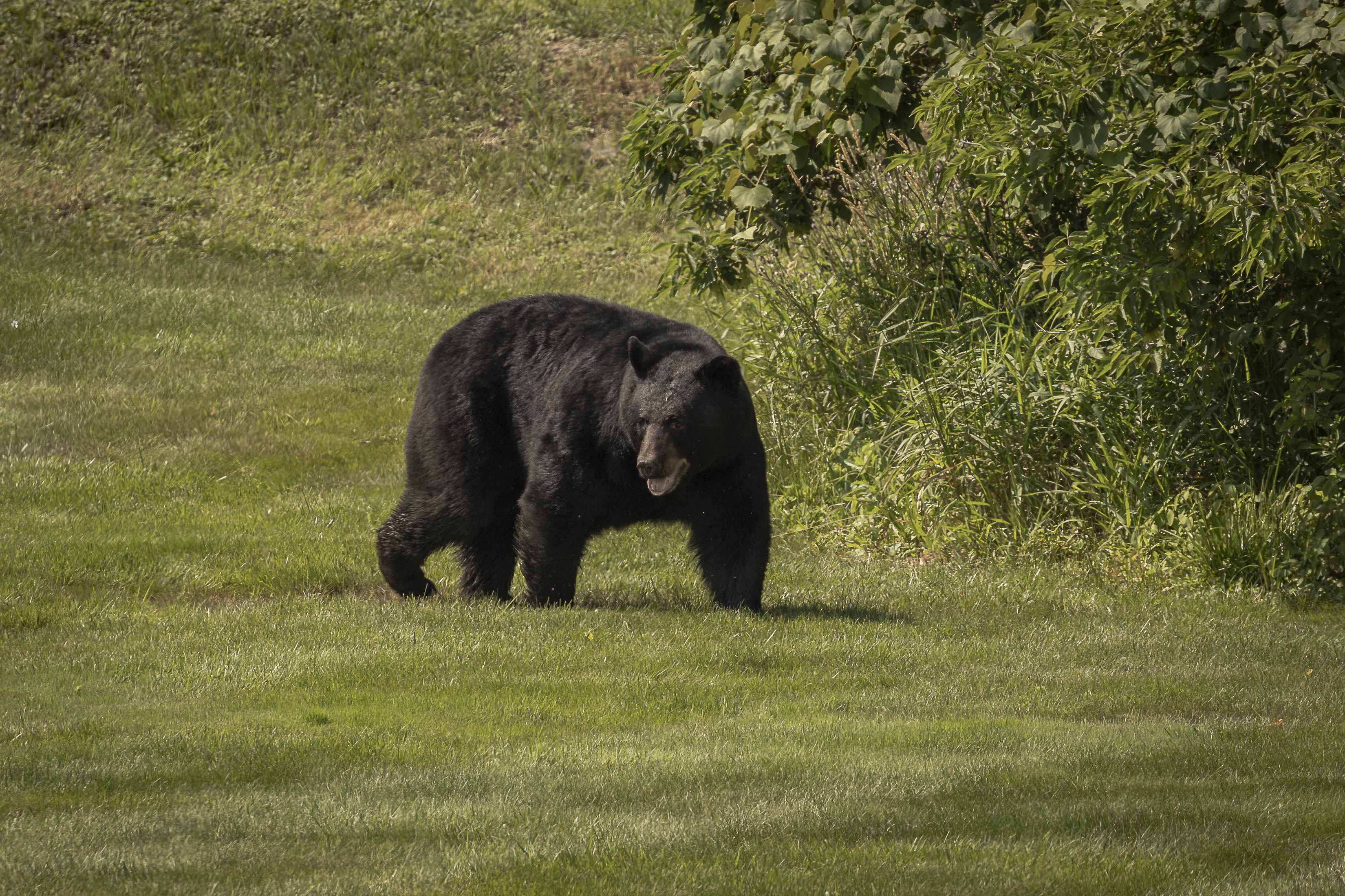 American Black Bear walks across a grassy field