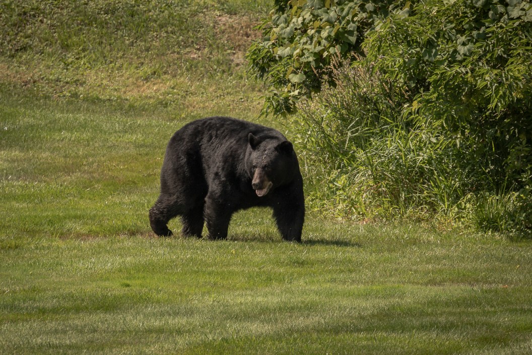 American Black Bear walks across a grassy field