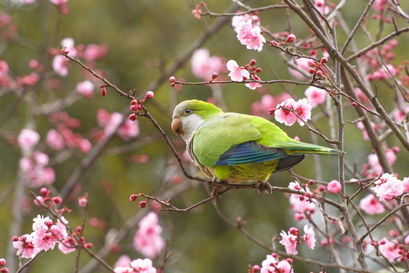 Monk parakeet feeding on cherry blossoms in the Borghese Park.
