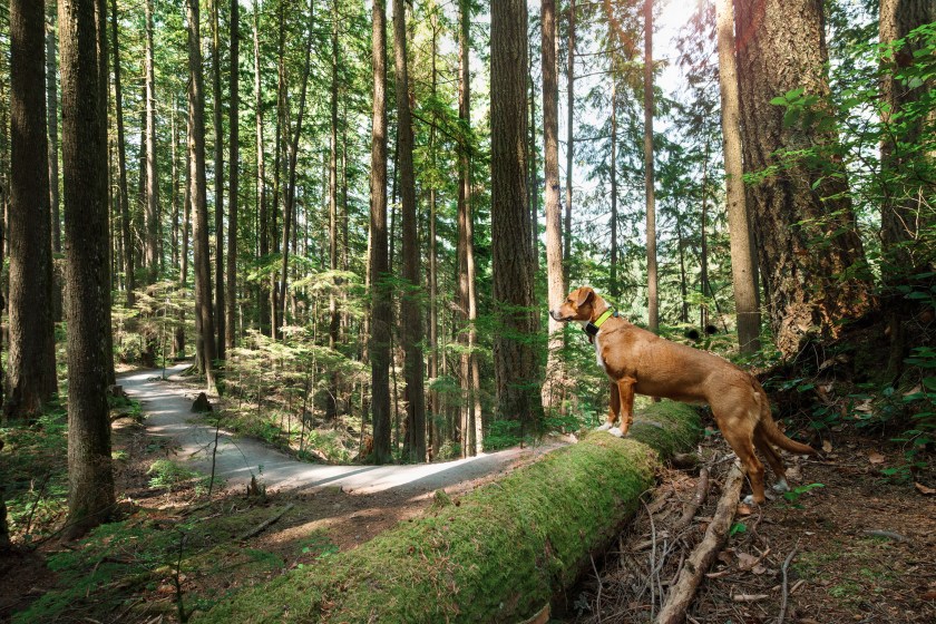 Summer dog walking and hiking in rainforest. Dog looking at something intensely. Outdoor safety for dogs in forest. Female Harrier mix. Selective focus. 
