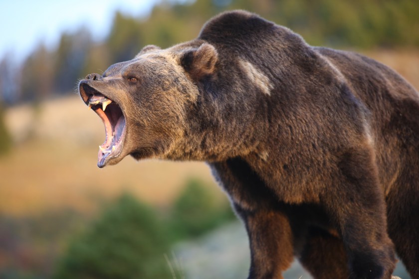An Adult North American Grizzly (Brown) Bear Growling