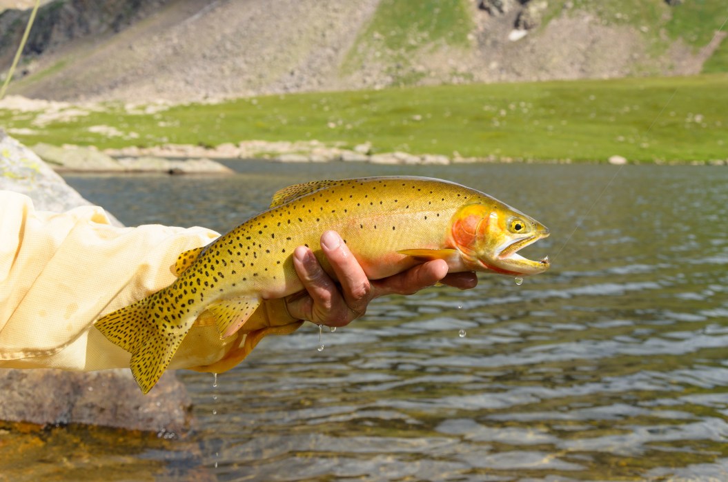 "Hands holding colorful, beautiful fish at high alpine mountain lake. Captured as a 14-bit Raw file. Edited in 16-bit ProPhoto RGB color space."