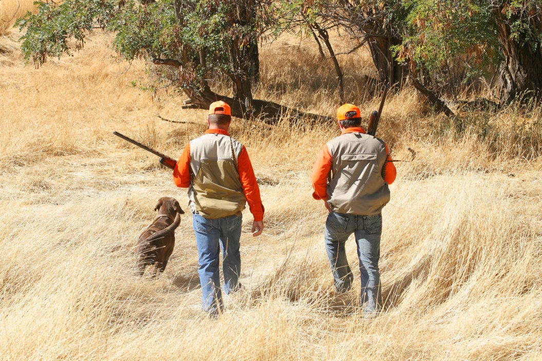 Two male (upland game) hunters. Hunting pheasants with their hunting dog (chocolate lab).