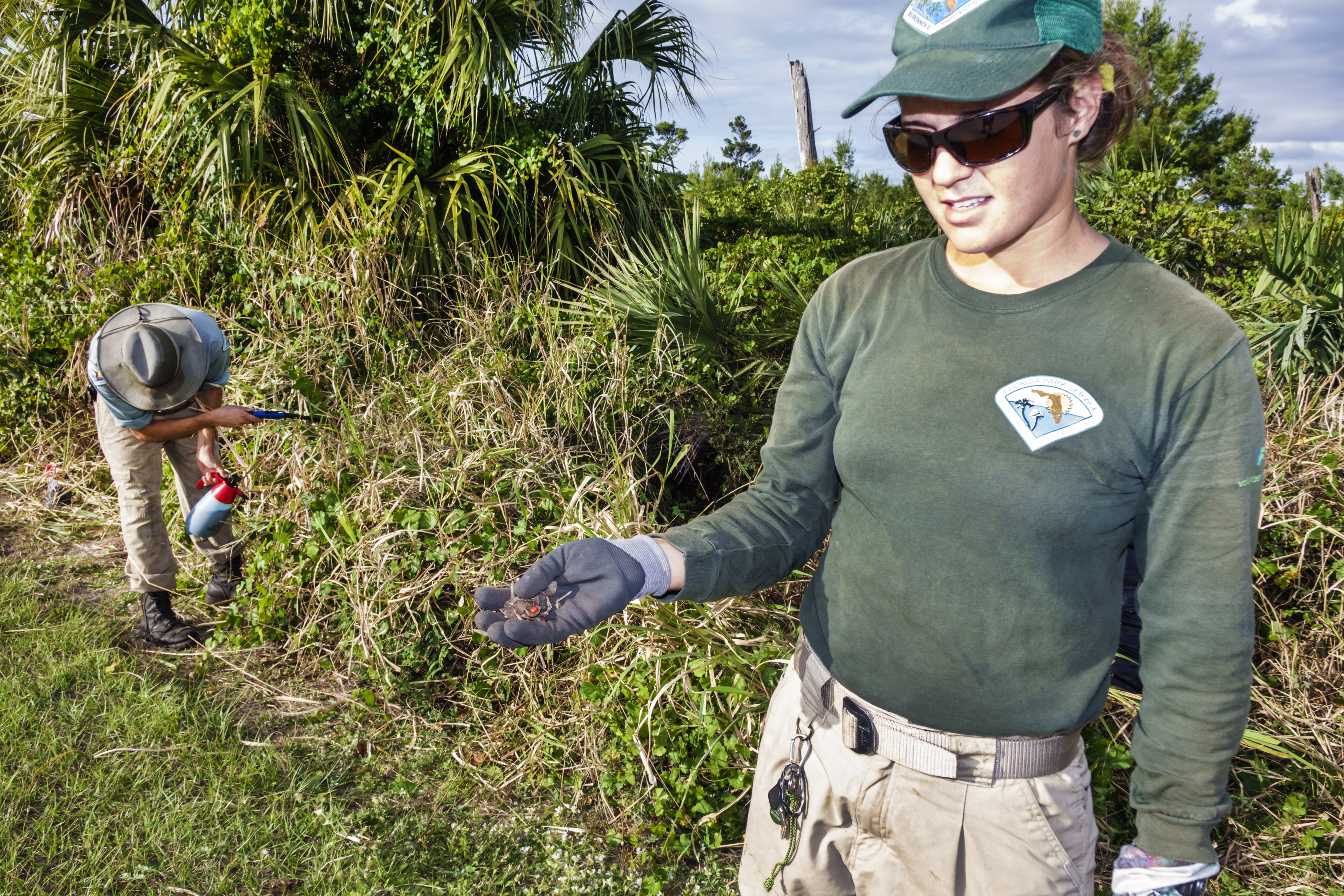 Conservation Corps students clearing invasive species in Seabranch Preserve State Park.