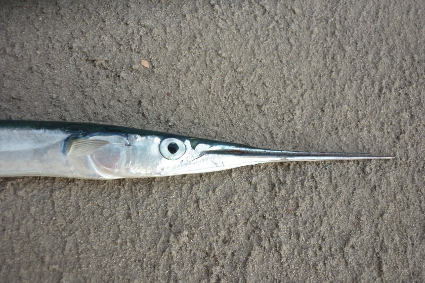 garfish in the Croatian sea