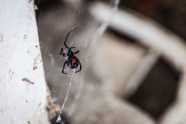 Why Black Widows Spiders Are Being Spotted All Over Colorado Why Black Widows Spiders Are Being Spotted All Over Colorado