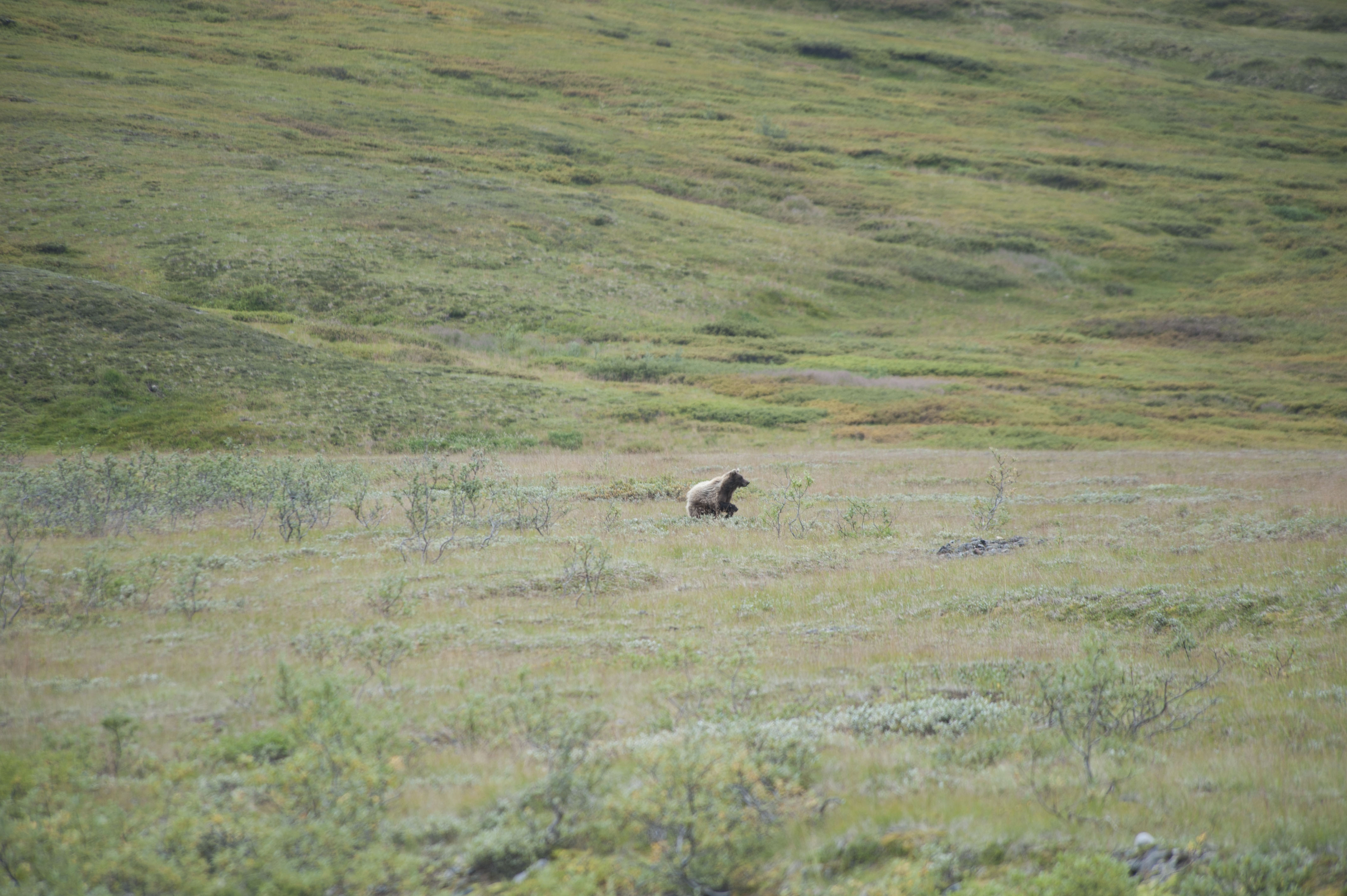 Alaskan wild life mountains plants and ocean