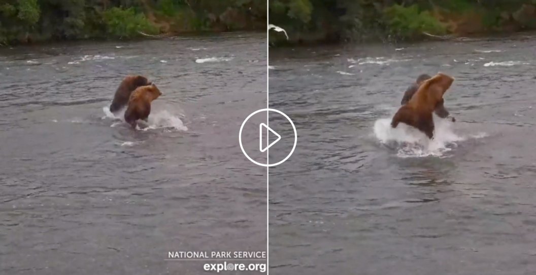two grizzly bears fight in river