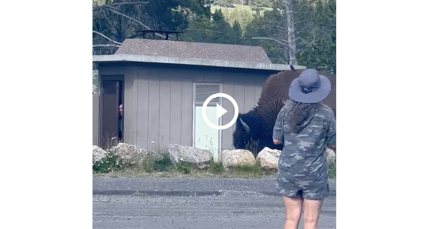bison blocks man in restroom Yellowstone National Park