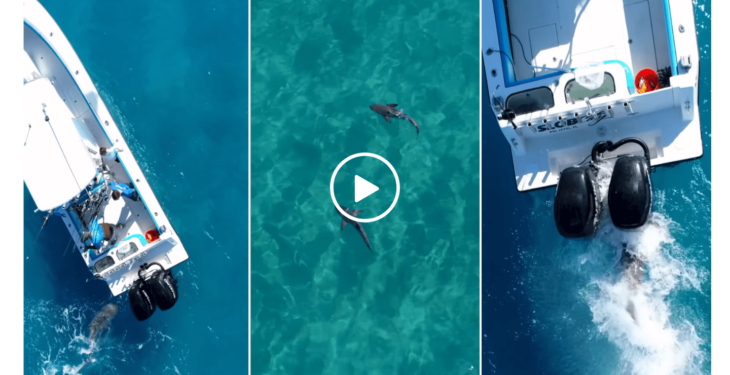 Video: Bull Shark Rams Florida Boat and Thrashes Outboard Motor