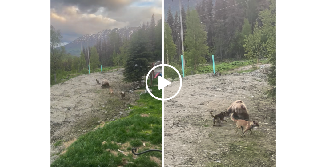 dogs fight with bear in alaska