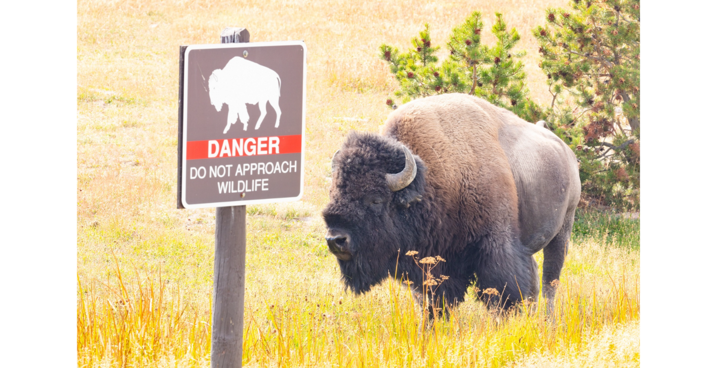 yellowstone bison