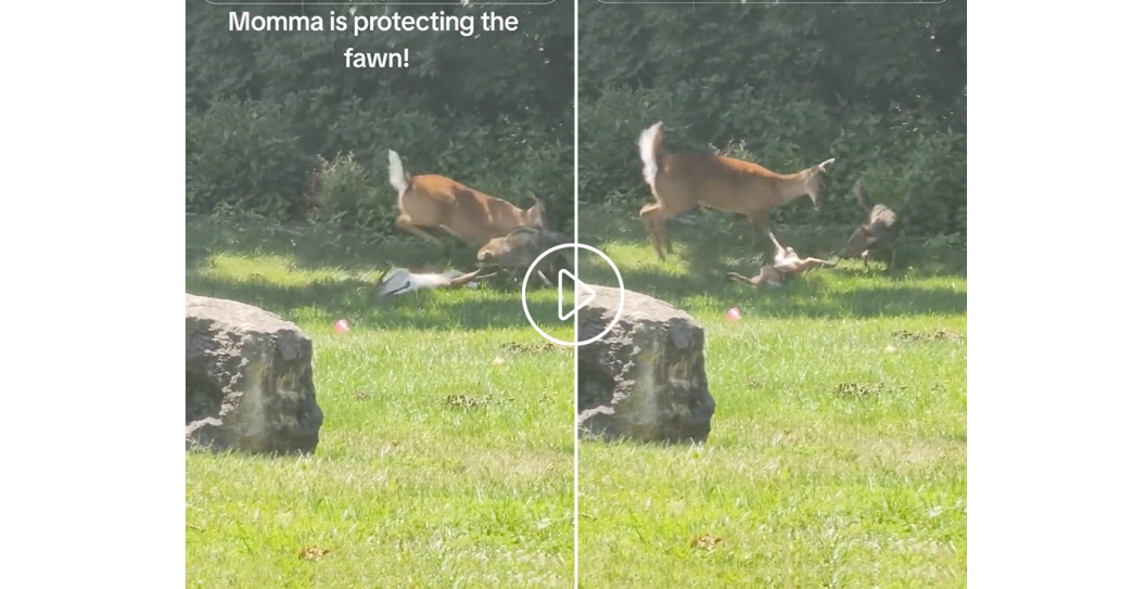 deer protects fawn from fox