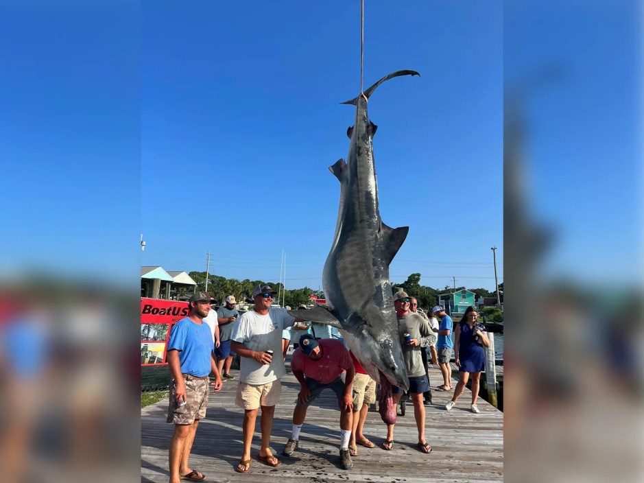 a group of men stand around a dead tiger shark they captured in a fishing contest