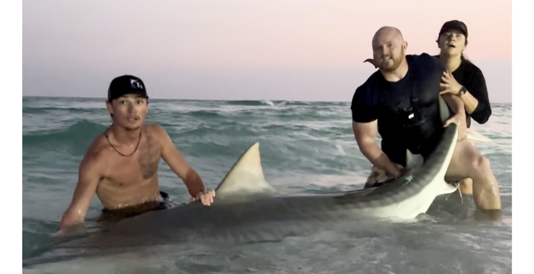 couple catches 800-pound tiger shark on their honeymoon with Coastal Worldwide in Florida