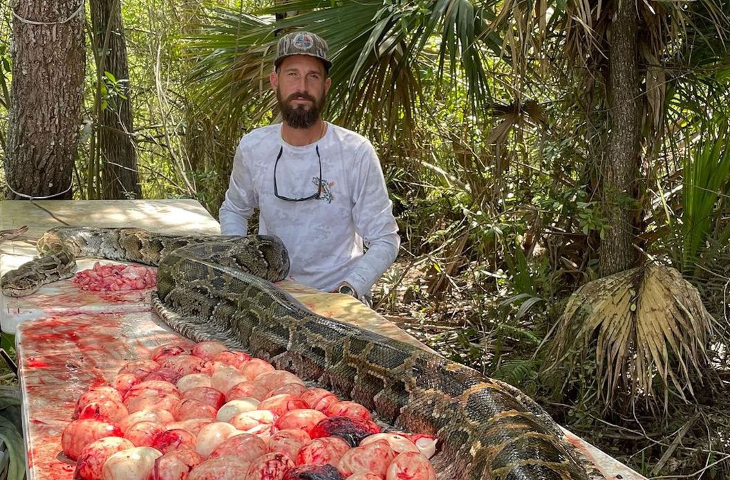 florida hunter poses with captured pregnant burmese python and its eggs