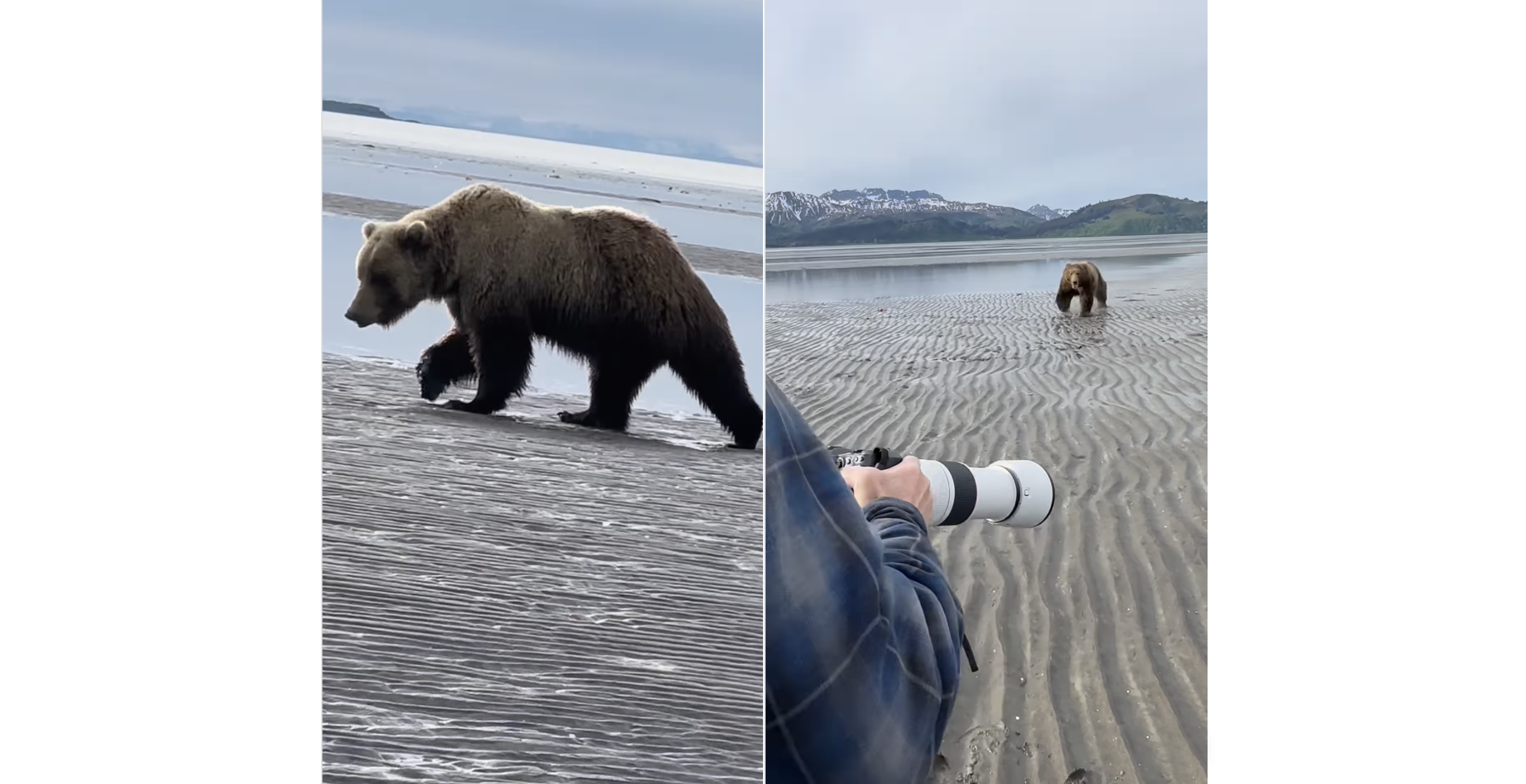 video of grizzly bear bluff charging with Scenic Bear Viewing