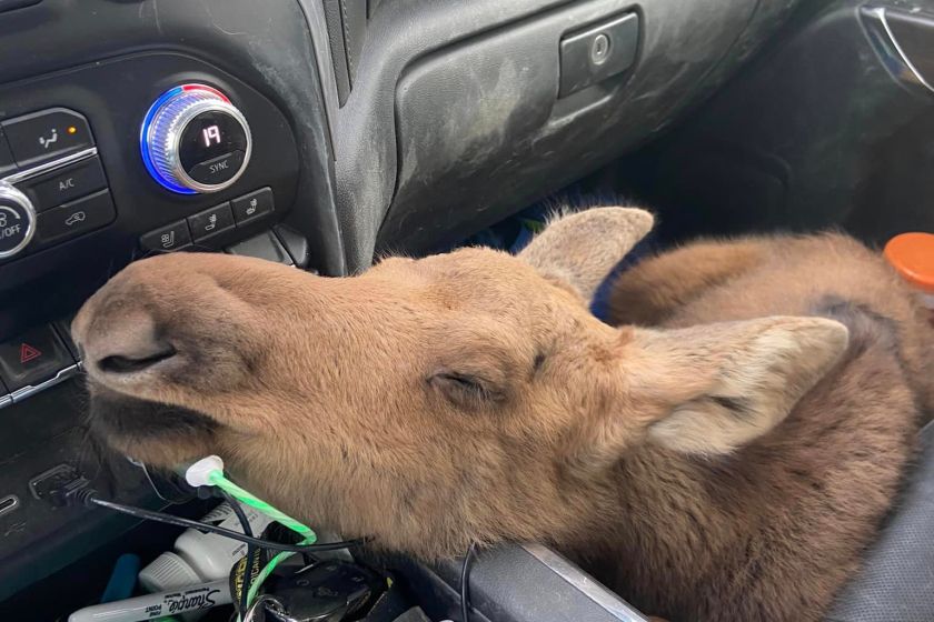 baby moose resting on center console in company vehicle