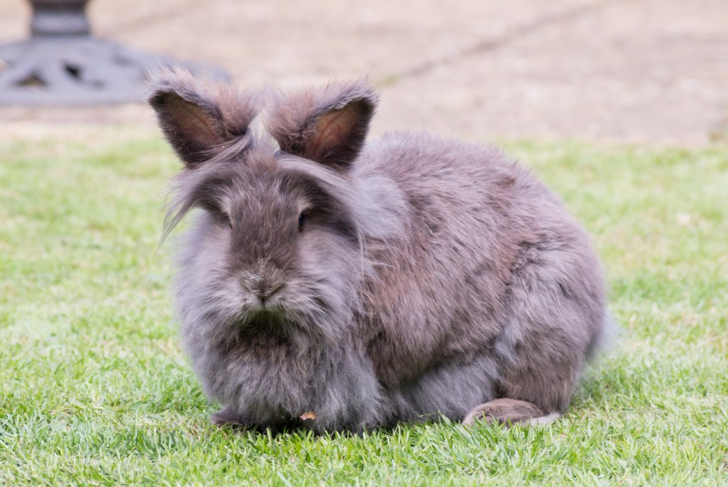 image of a grey and brown fluffy lionhead rabbit