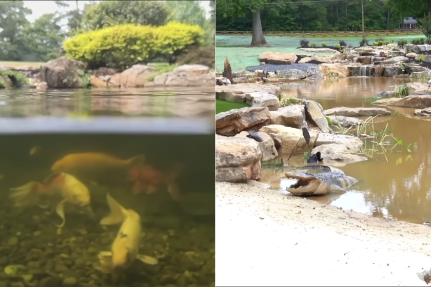 koi fish and fake alligators in Shaq's koi pond