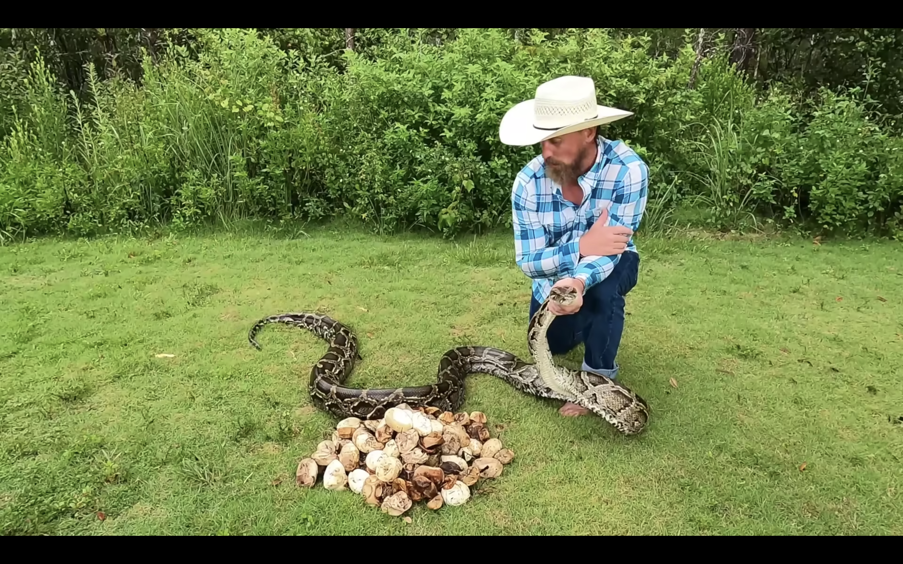 python hunter kneels, holding nearly 14 foot long python over pile of 111 snake eggs