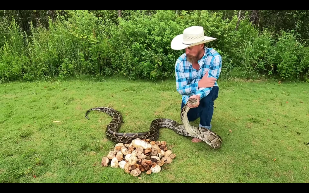 python hunter kneels, holding nearly 14 foot long python over pile of 111 snake eggs