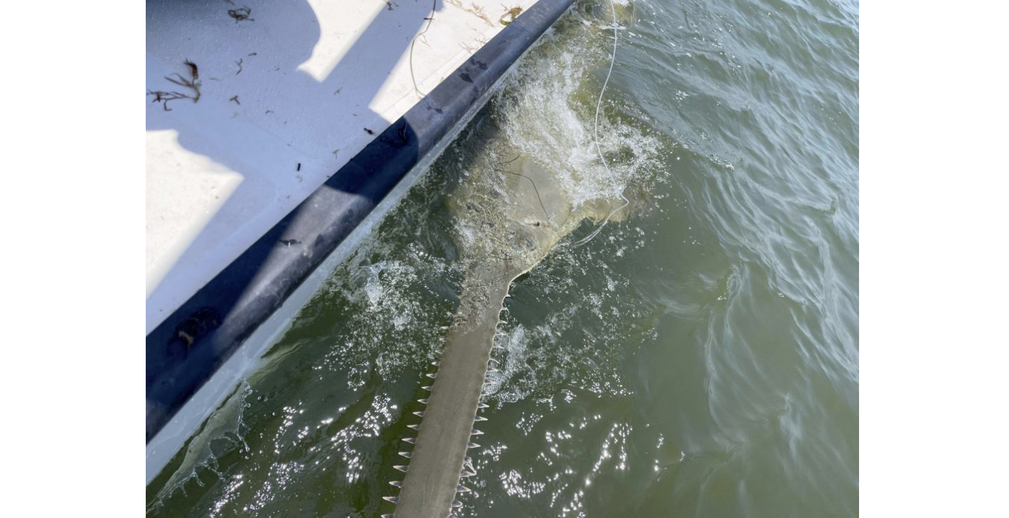 sawtooth fish florida