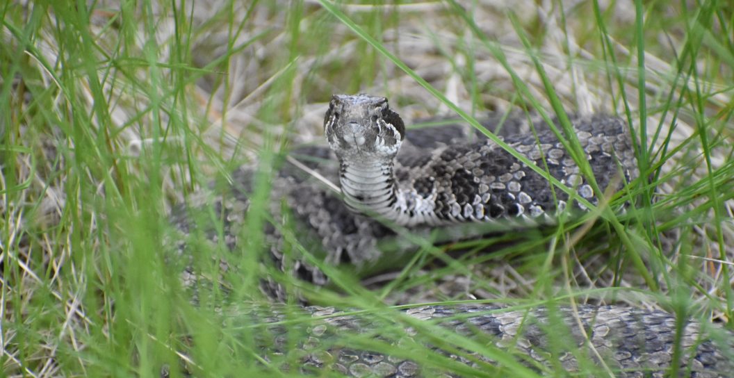 Massasauga Rattlesnakes are federally protected snakes