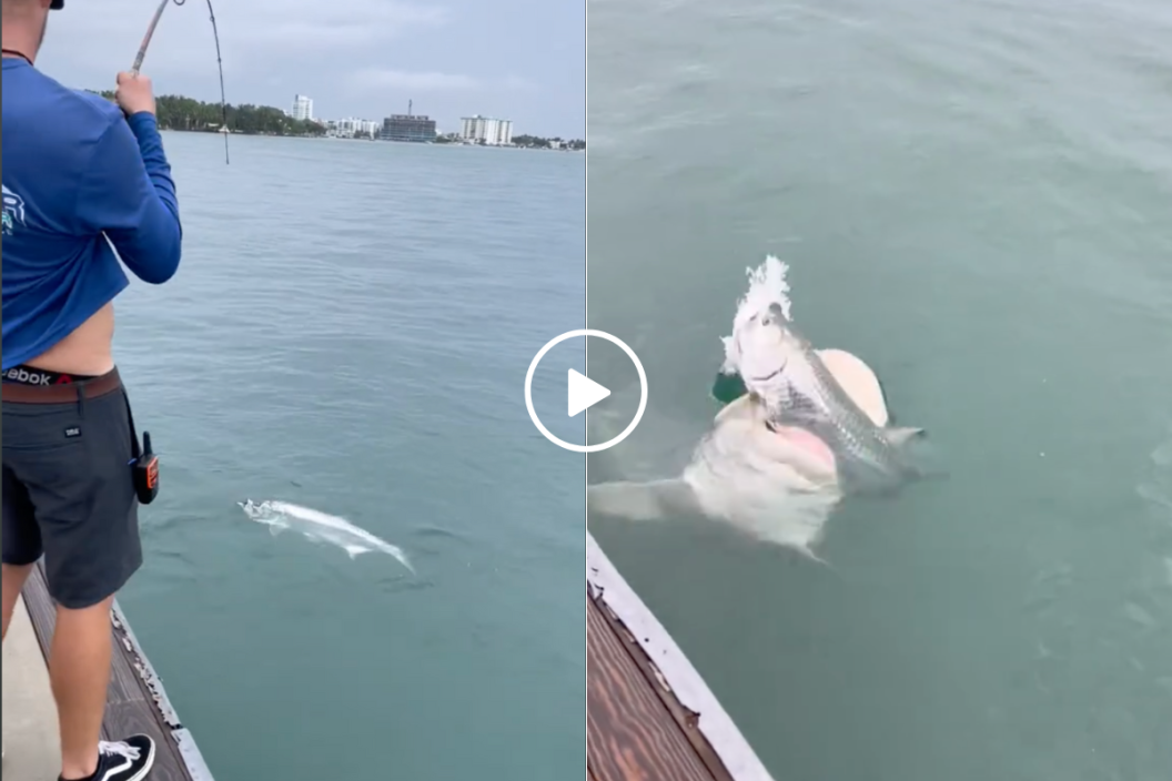 shark grabs fish out of water