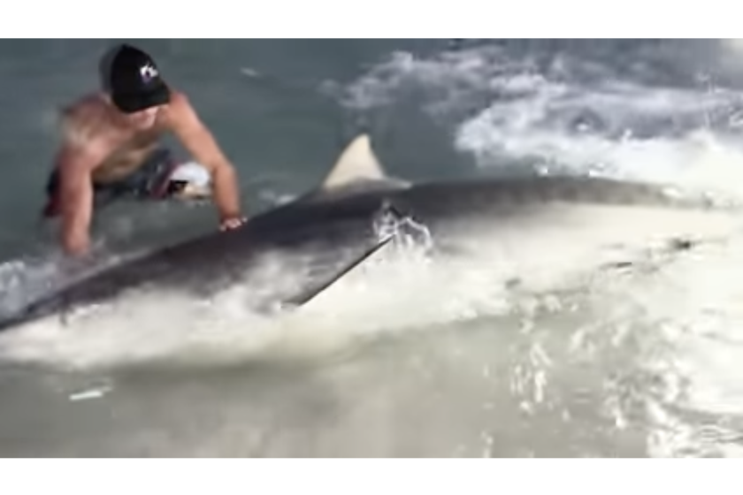 800-pound tiger shark caught in Florida