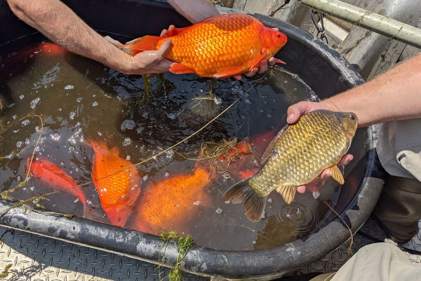 A black plastic bin filled with giant goldfish