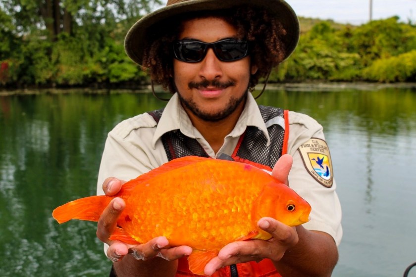 Buffalo Niagra Waterkeeper holding a giant goldfish