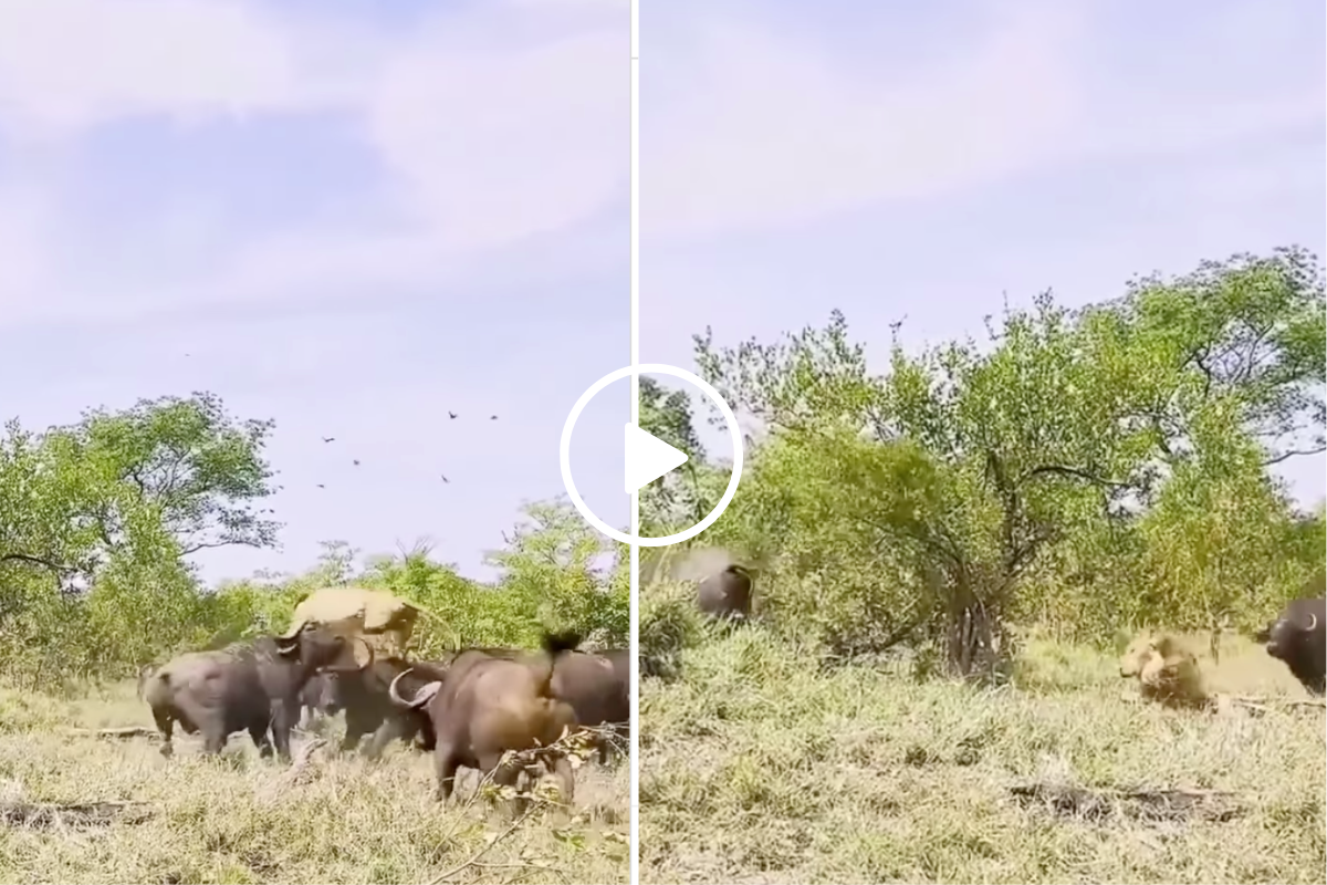 A buffalo herd takes on a lion.