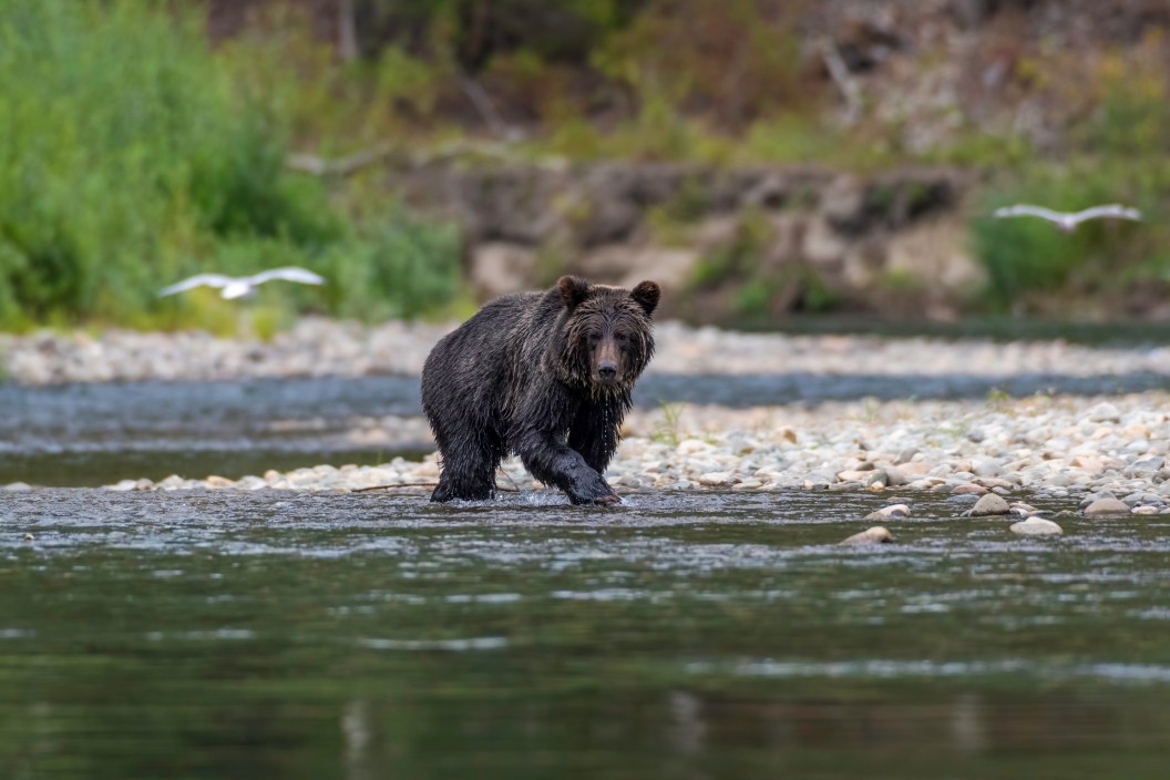 Grizzly bear on a river walking and hunting salmon in British Columbia Canada