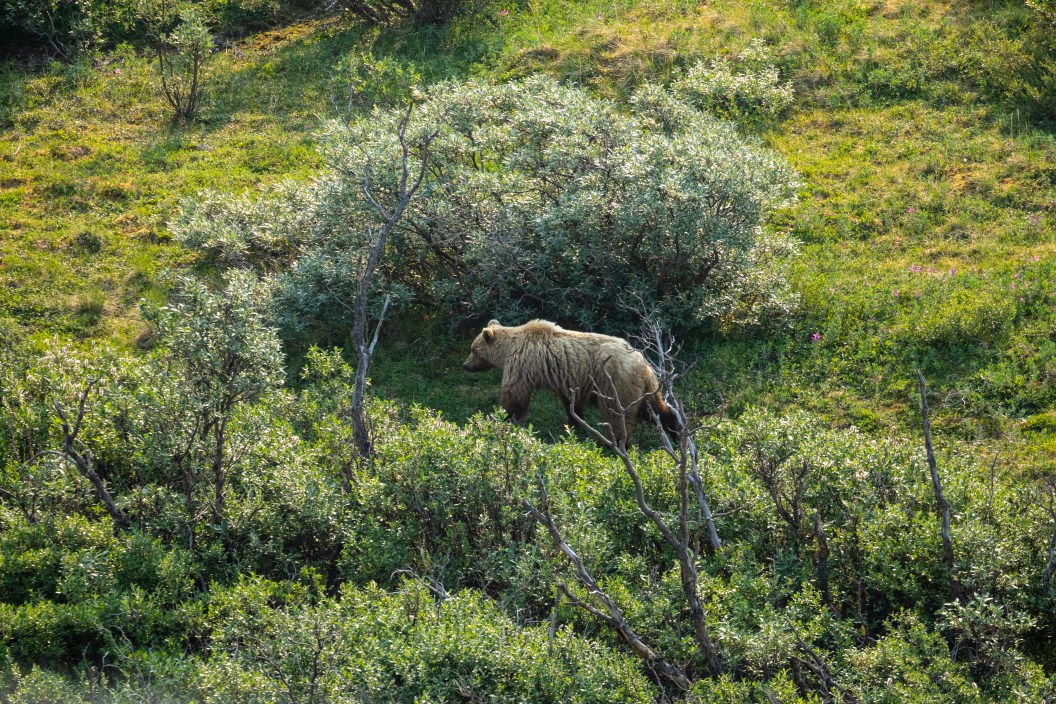 Wild Grizzly Bear in Canada