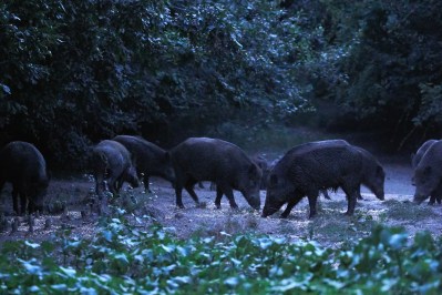 ATN Chapter 3: Capturing the Hunt: From VHS Tapes to the Digital Era