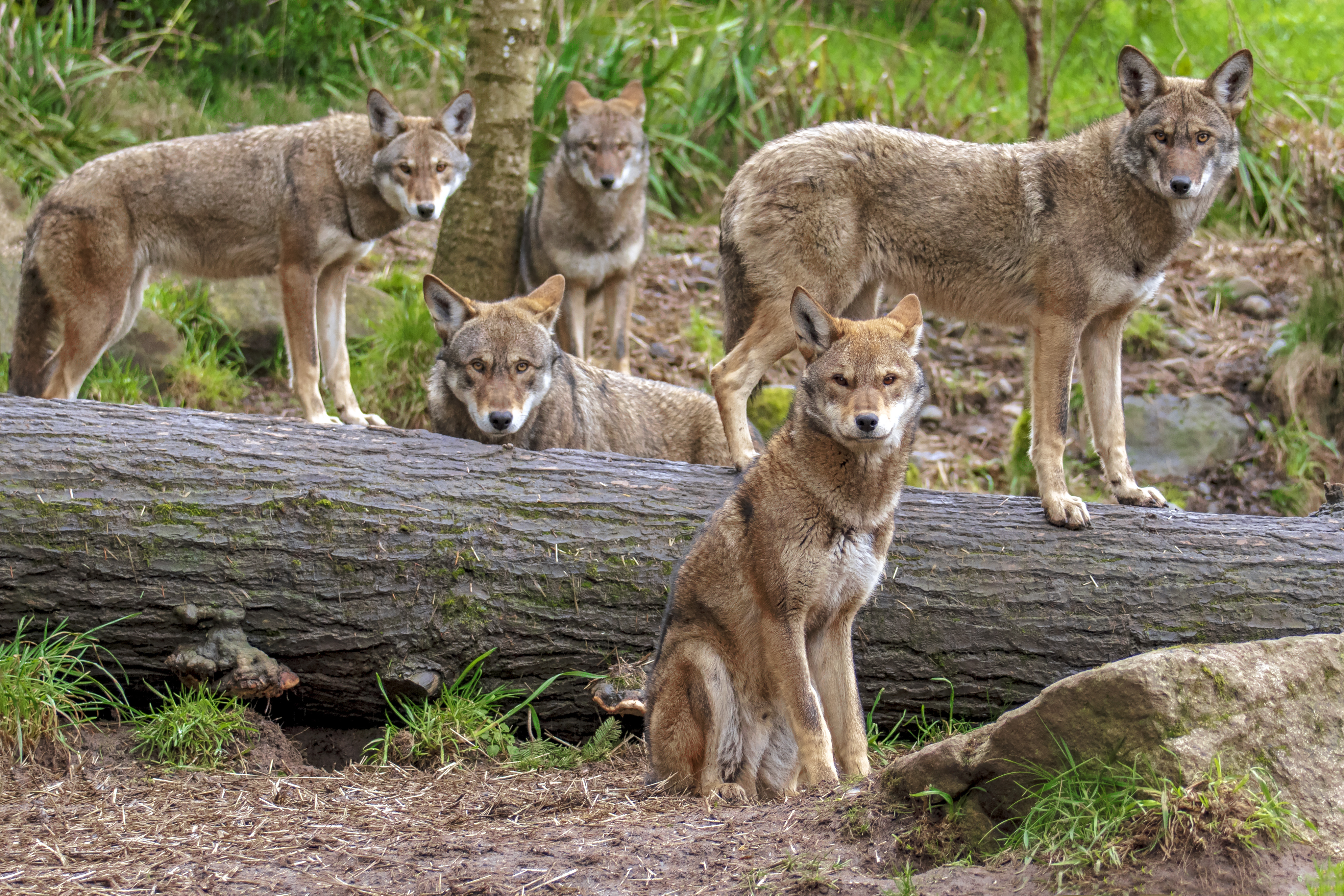 Family pack of five red wolves standing or sitting around a fallen tree, all looking toward the lens making a family portrait .The wolves in front are in focus and the wolves further behind softer in focus