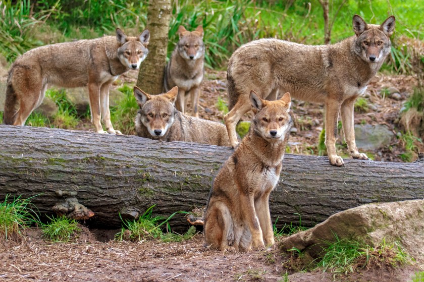Red Wolf Reintroduced in North Carolina to Continue, Says Court