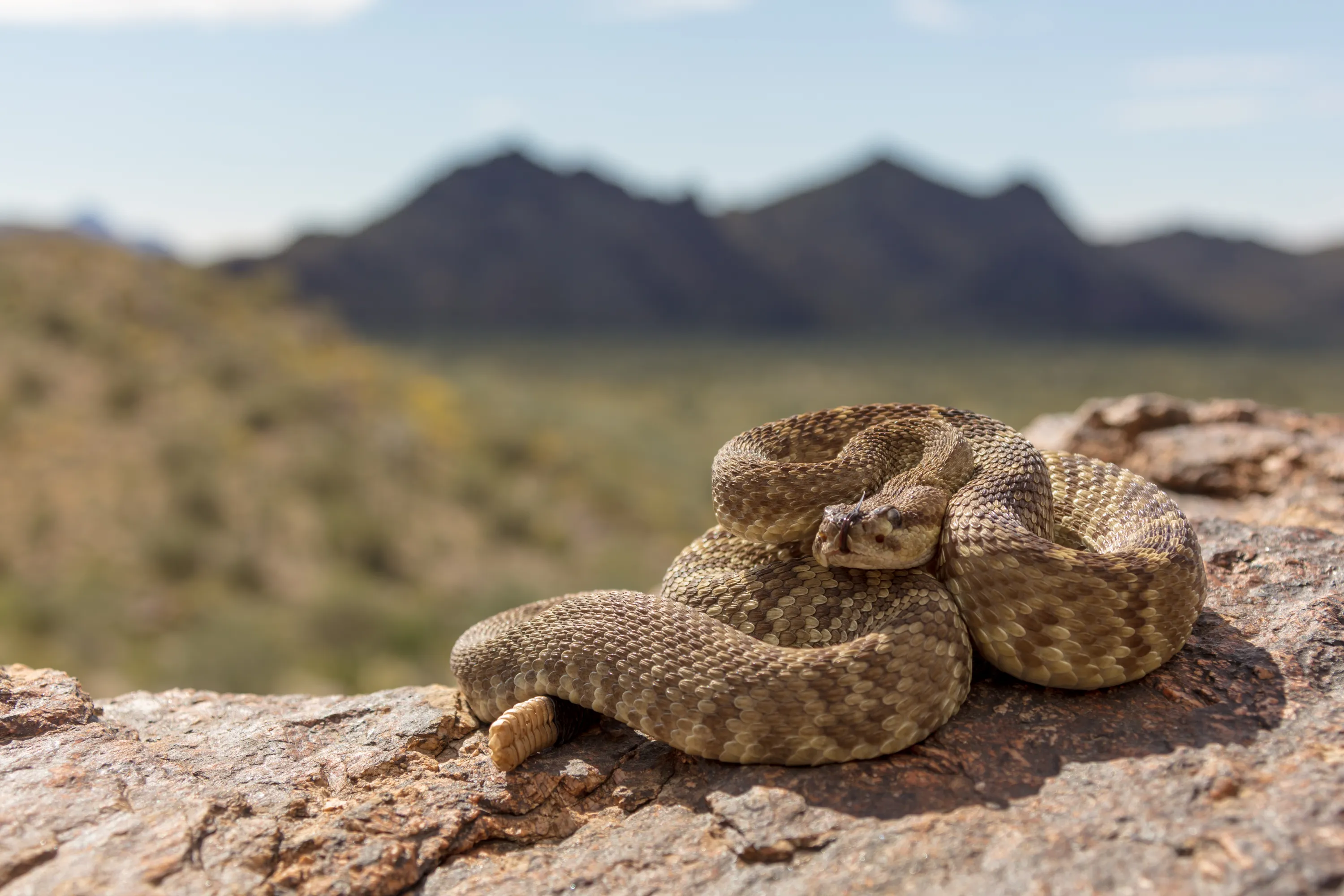 Rattlesnake Safety Precautions and What to Do If You're Bitten