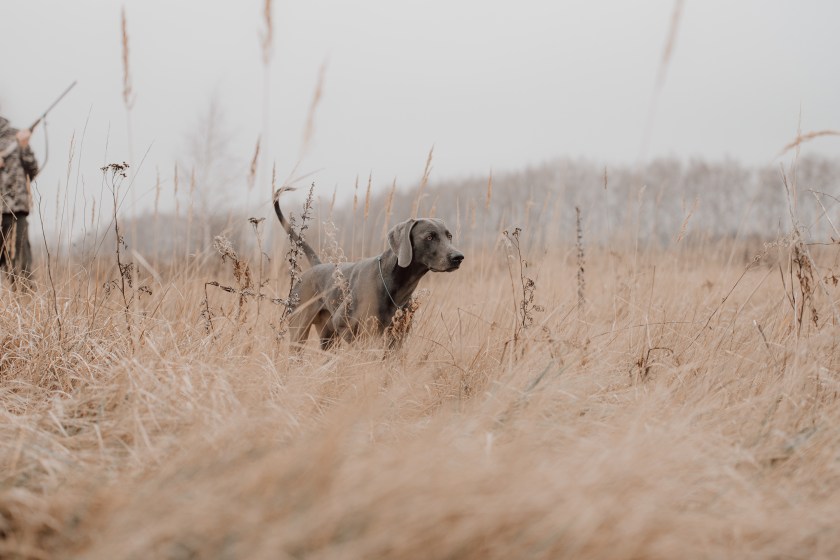 field training for a hunting weimaraner dog.