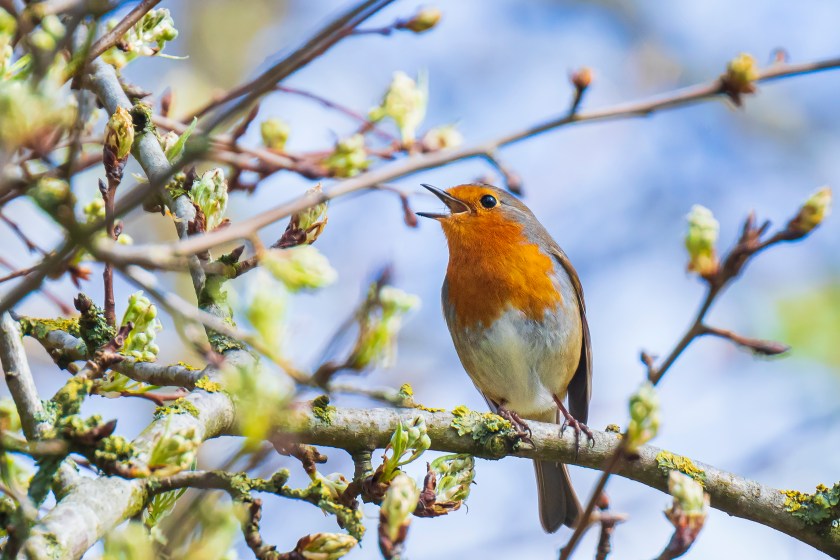 European robin singing in sun rays during mating season in springtime.