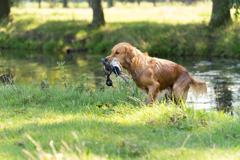 A golden retriever hunting dog.