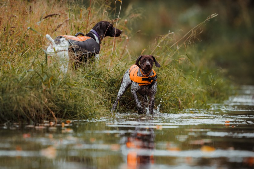 German shorthaired pointer dogs