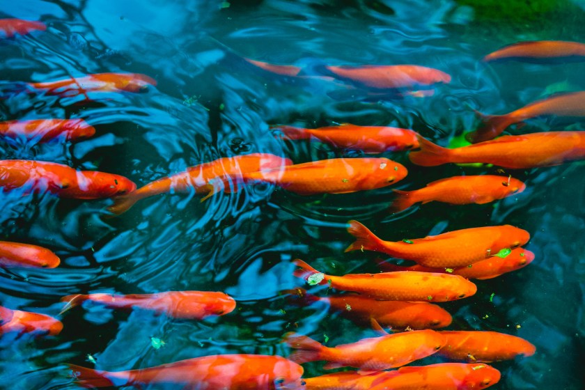 School of goldfish swimming a pond with ripples and leaves 