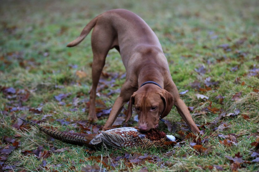 A young Vizsla gun-dog retrieving a recently shot pheasant.