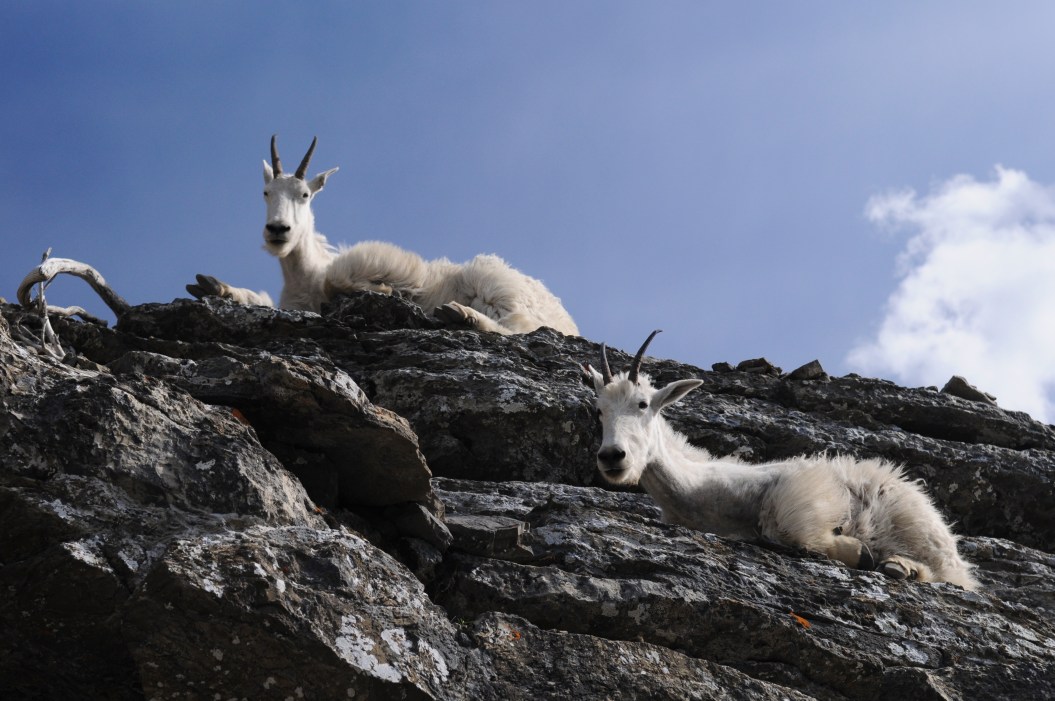 Mountain Goats chillin' on the rocks.