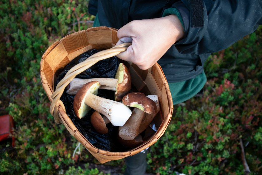 A basket of freshly picked mushrooms in the forest.