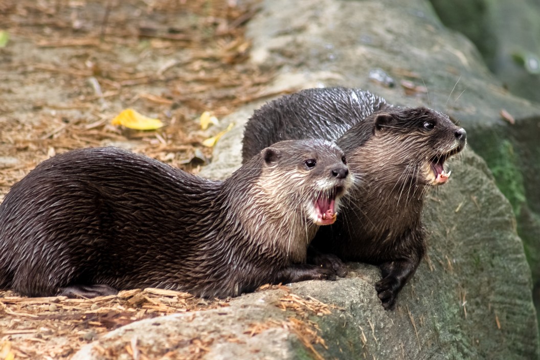 Two Otters sitting together on a rock