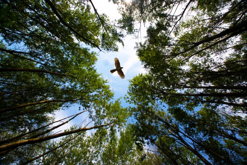 Buzzard flies over a forest near the Taro River Parma, Italy